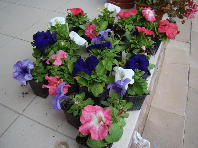 Name:  DSC00051.jpg
Views: 630
Size:  53.6 KB