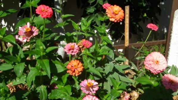 Name:  dscf2171el (599 x 337).jpg
Views: 8642
Size:  42.6 KB