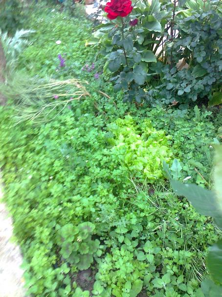 Name:  Fotoraf0537.jpg
Views: 751
Size:  77.3 KB