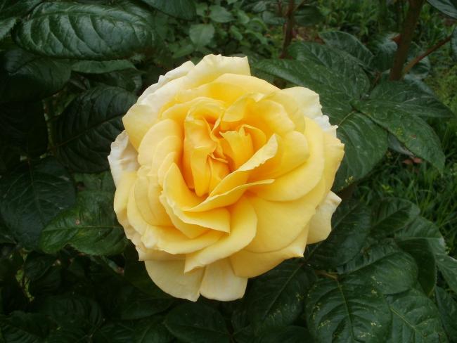Name:  P5030371a.jpg
Views: 303
Size:  41.6 KB