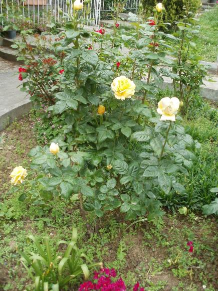 Name:  P5030370a.jpg
Views: 277
Size:  75.2 KB