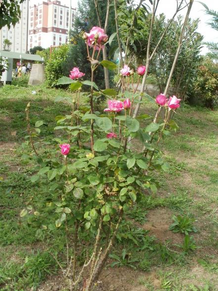 Name:  P5030361a.jpg
Views: 309
Size:  73.9 KB