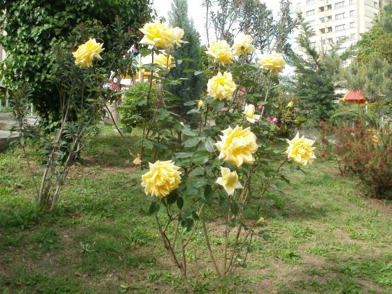 Name:  P5030360a.jpg
Views: 308
Size:  70.9 KB
