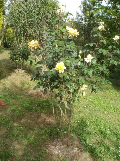 Name:  P5030363a.jpg
Views: 308
Size:  72.2 KB