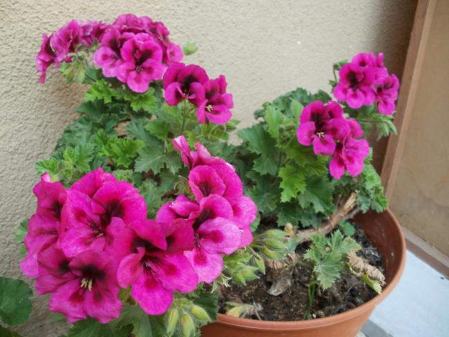Name:  P5030401a.jpg
Views: 658
Size:  54.6 KB