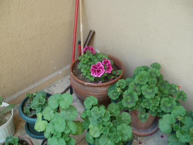 Name:  P5030394a.jpg
Views: 594
Size:  49.4 KB
