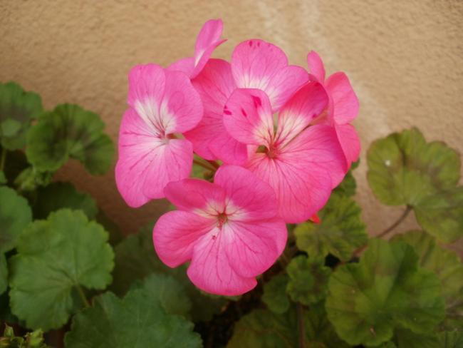 Name:  P5030395a.jpg
Views: 446
Size:  32.8 KB