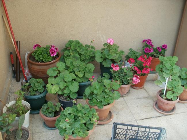 Name:  P5030390a.jpg
Views: 431
Size:  52.4 KB