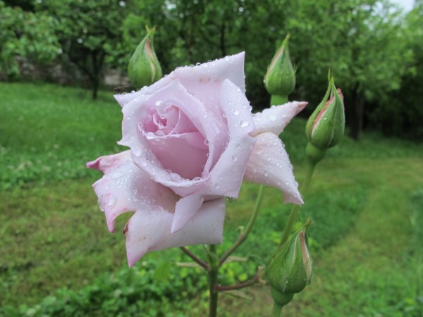 Name:  IMG_4177 (600 x 450).jpg
Views: 689
Size:  58.7 KB
