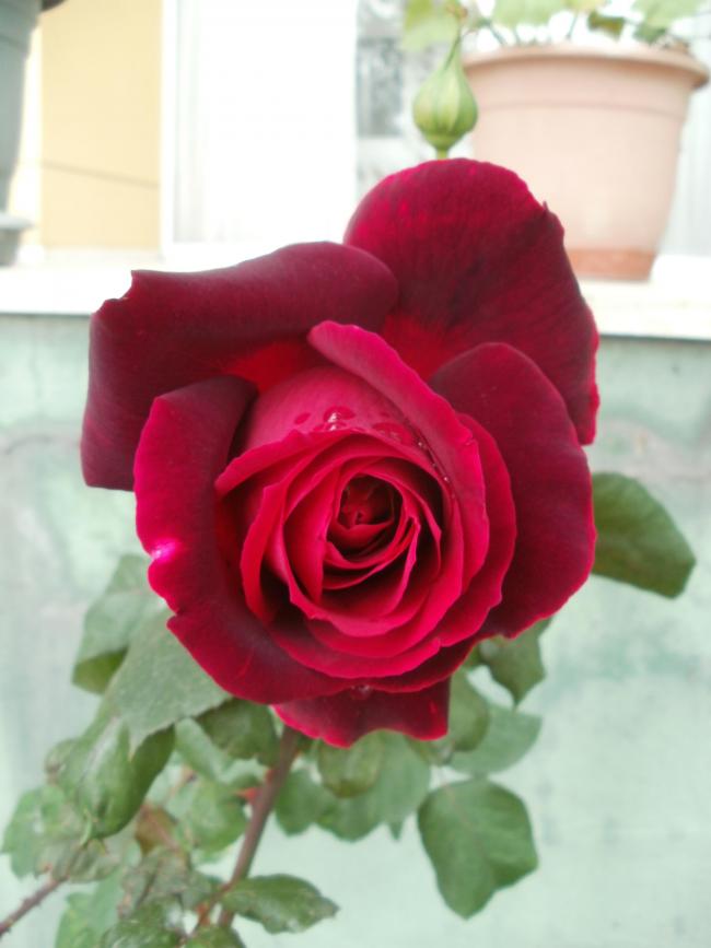 Name:  P5050424a.jpg
Views: 448
Size:  43.4 KB