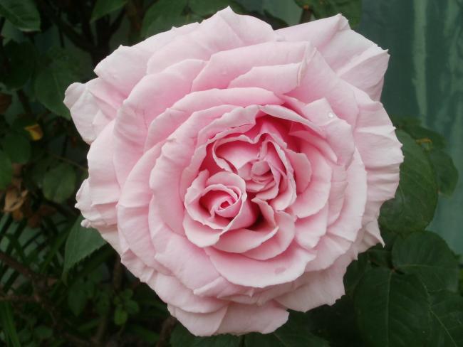 Name:  P5050421a.jpg
Views: 411
Size:  34.3 KB