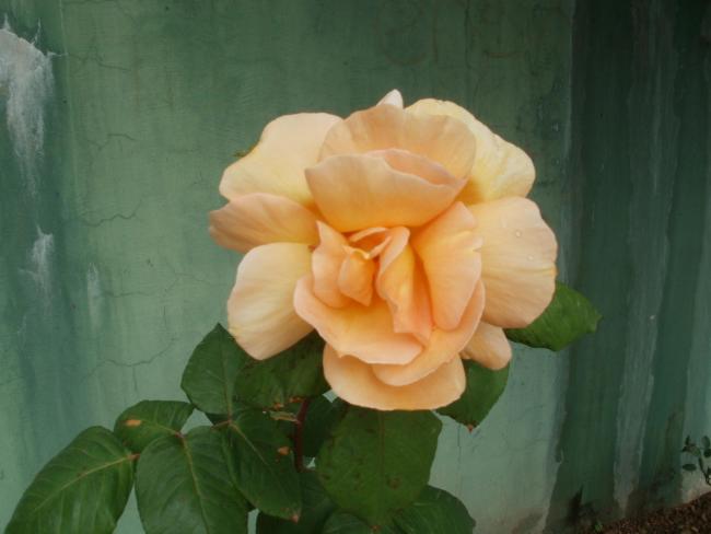 Name:  P5050415a.jpg
Views: 402
Size:  28.0 KB