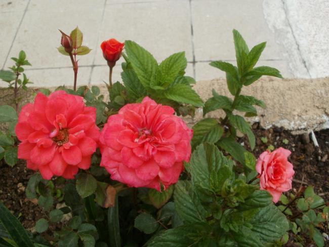 Name:  P5050419a.jpg
Views: 391
Size:  47.9 KB
