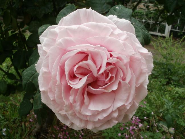 Name:  P5050438a.jpg
Views: 378
Size:  46.1 KB