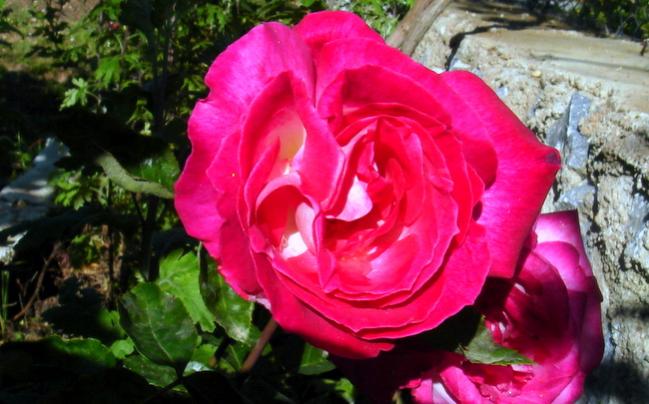 Name:  DSC06909.jpg
Views: 708
Size:  47.4 KB