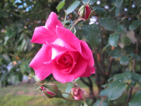 Name:  IMG_4218 (600 x 450).jpg
Views: 912
Size:  57.7 KB