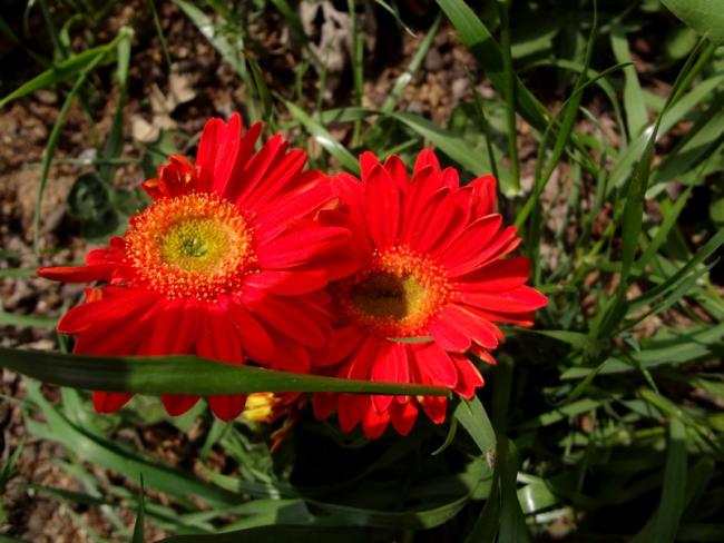 Name:  f26.jpg
Views: 718
Size:  51.3 KB