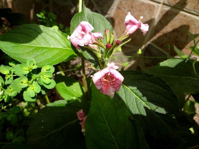 Name:  f70.jpg
Views: 486
Size:  47.3 KB