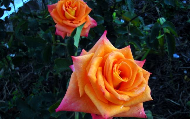 Name:  DSC06917.jpg
Views: 705
Size:  37.6 KB