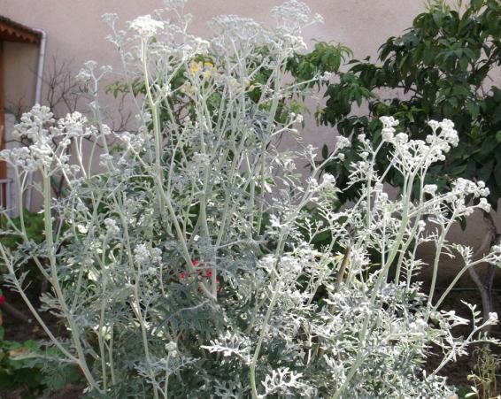 Name:  DSCF4682.jpg
Views: 545
Size:  73.4 KB