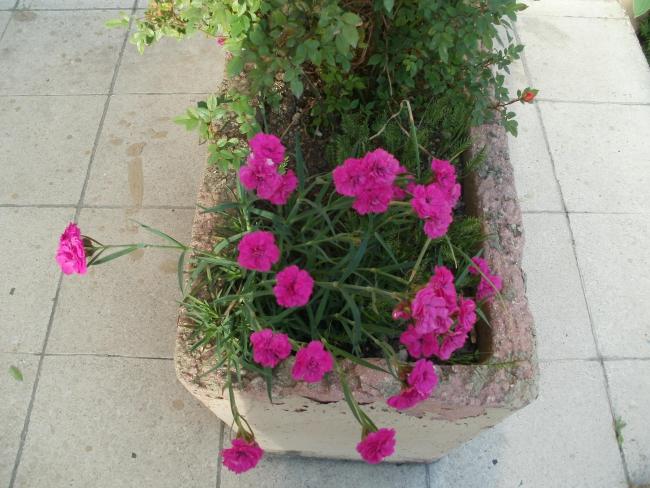 Name:  P5080439a.jpg
Views: 327
Size:  55.8 KB