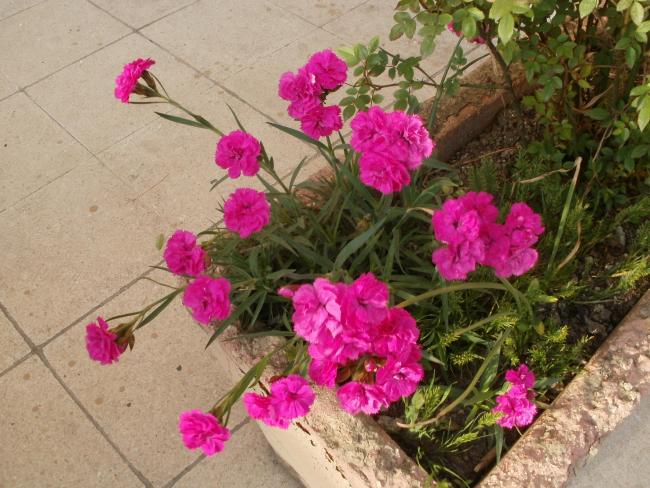 Name:  P5080441a.jpg
Views: 315
Size:  63.3 KB
