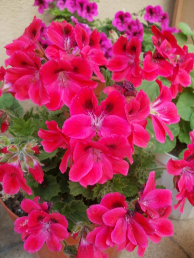 Name:  P5080459a.jpg
Views: 304
Size:  71.1 KB
