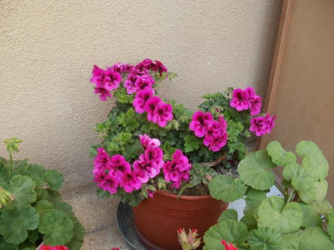 Name:  P5080446a.jpg
Views: 298
Size:  51.7 KB