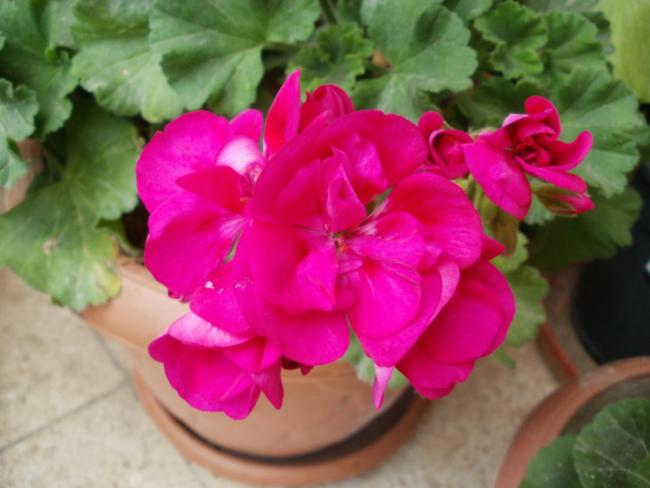 Name:  P5080451a.jpg
Views: 305
Size:  35.8 KB