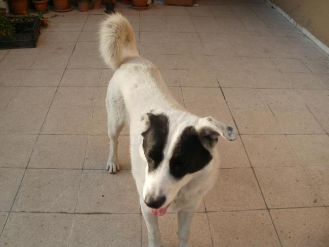 Name:  P5080442a.jpg
Views: 400
Size:  33.5 KB