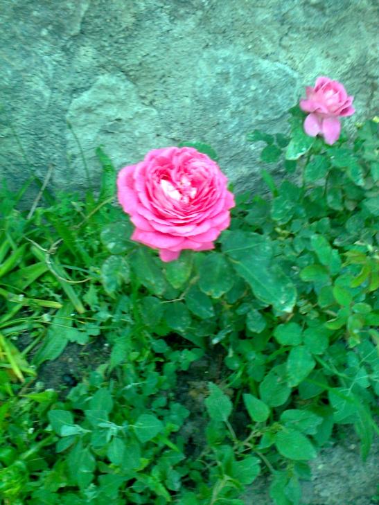 Name:  Fotoraf0645.jpg
Views: 649
Size:  75.5 KB