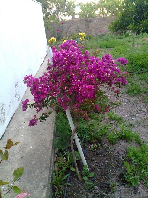 Name:  Fotoraf0653.jpg
Views: 655
Size:  74.4 KB