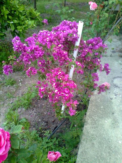 Name:  Fotoraf0654.jpg
Views: 640
Size:  76.7 KB