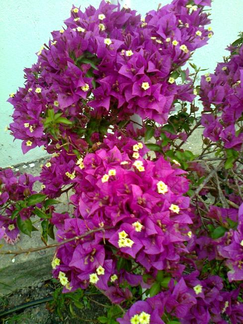 Name:  Fotoraf0655.jpg
Views: 665
Size:  77.9 KB