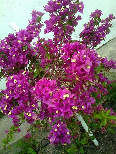 Name:  Fotoraf0656.jpg
Views: 671
Size:  78.6 KB