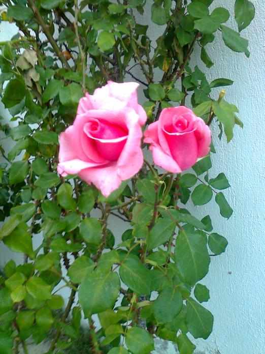 Name:  Fotoraf0647.jpg
Views: 667
Size:  75.0 KB