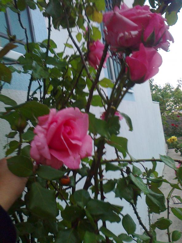 Name:  Fotoraf0649.jpg
Views: 681
Size:  72.3 KB