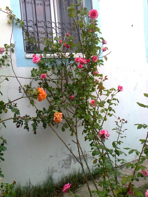 Name:  Fotoraf0651.jpg
Views: 655
Size:  75.7 KB