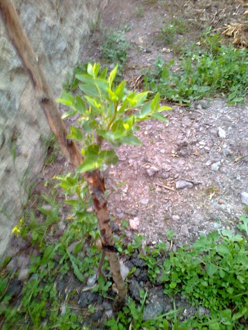 Name:  Fotoraf0662.jpg
Views: 653
Size:  77.3 KB