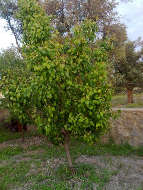 Name:  Fotoraf0663.jpg
Views: 695
Size:  75.4 KB