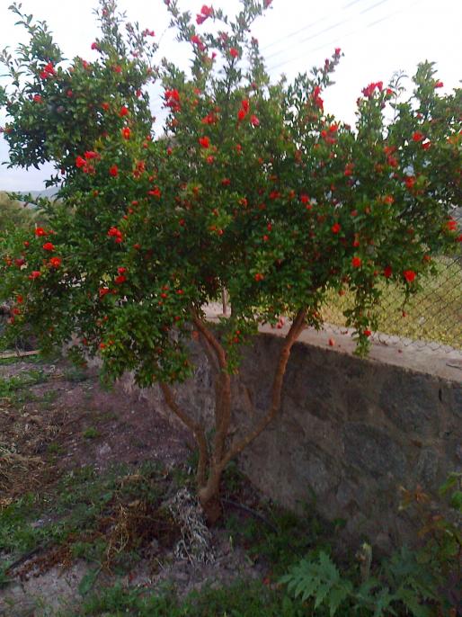 Name:  Fotoraf0664.jpg
Views: 640
Size:  75.1 KB