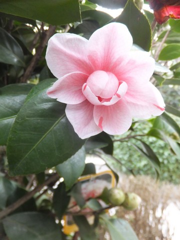 Name:  DSCF6208.jpg
Views: 250
Size:  51.8 KB
