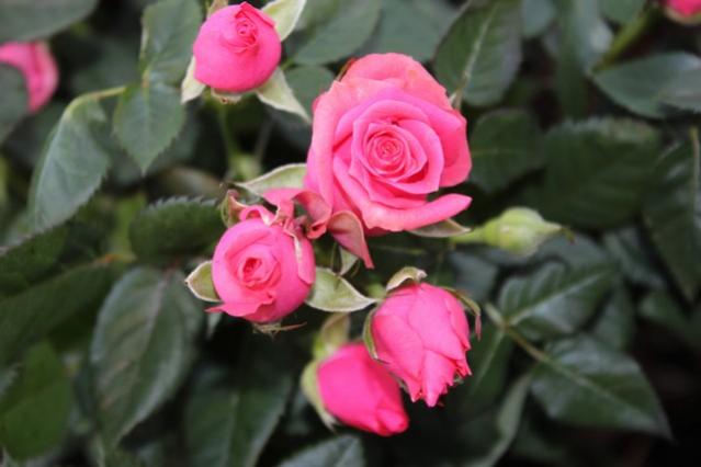 Name:  IMG_0995.jpg
Views: 239
Size:  29.9 KB