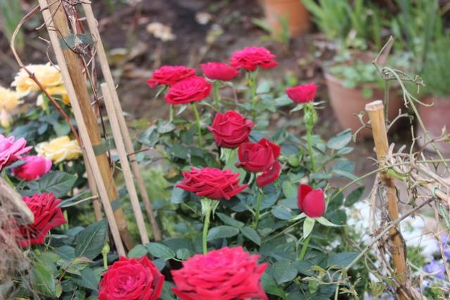 Name:  IMG_0998.jpg
Views: 263
Size:  52.8 KB