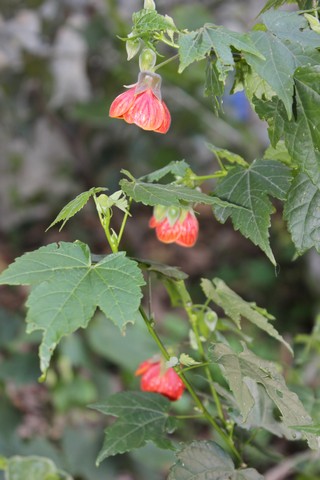 Name:  IMG_1007.jpg
Views: 524
Size:  58.1 KB