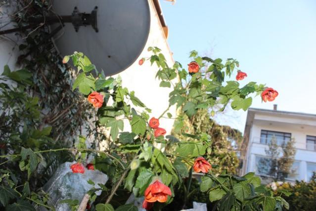 Name:  IMG_1008.jpg
Views: 484
Size:  47.9 KB