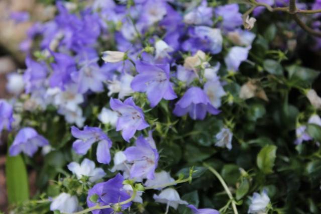 Name:  IMG_1025.jpg
Views: 250
Size:  37.0 KB