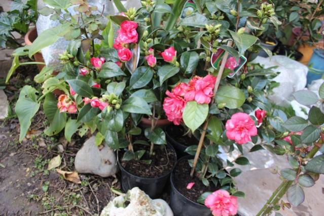 Name:  IMG_1035.jpg
Views: 219
Size:  62.4 KB
