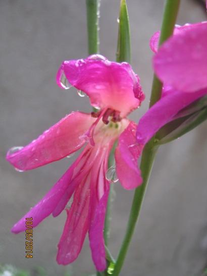 Name:  glayl2.jpg
Views: 843
Size:  20.6 KB