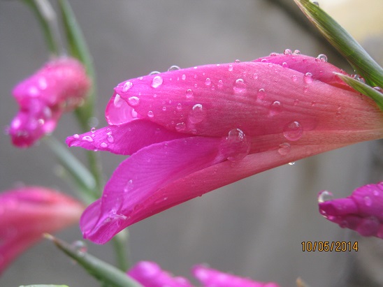 Name:  glayl3.jpg
Views: 873
Size:  66.4 KB